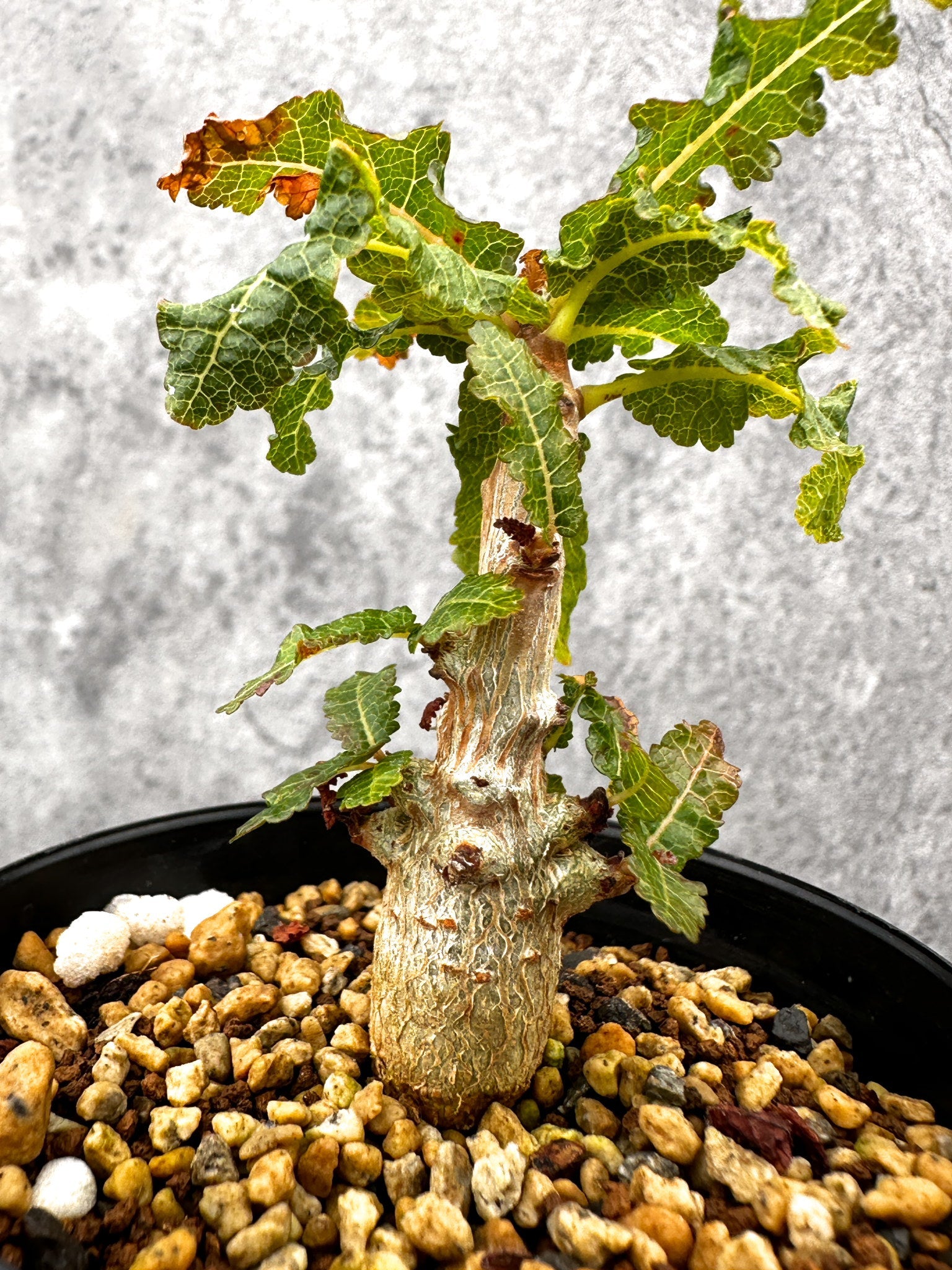 ボスウェリア・ナナ 実生【I55】 Boswellia nana 塊根植物 コーデック