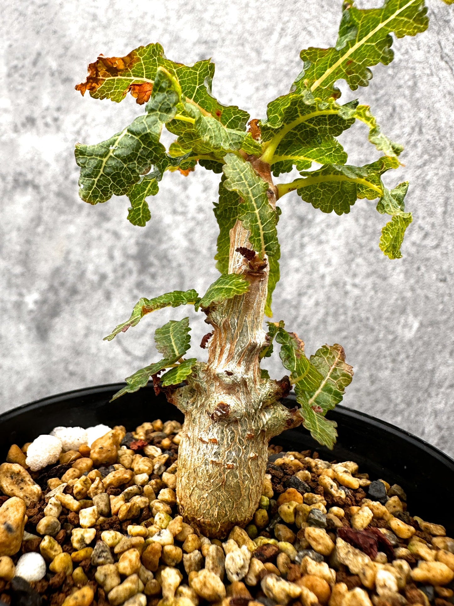 【現品限り】ボスウェリア・ナナ 実生【I55】 Boswellia nana