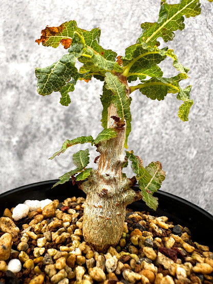 【現品限り】ボスウェリア・ナナ 実生【I55】 Boswellia nana