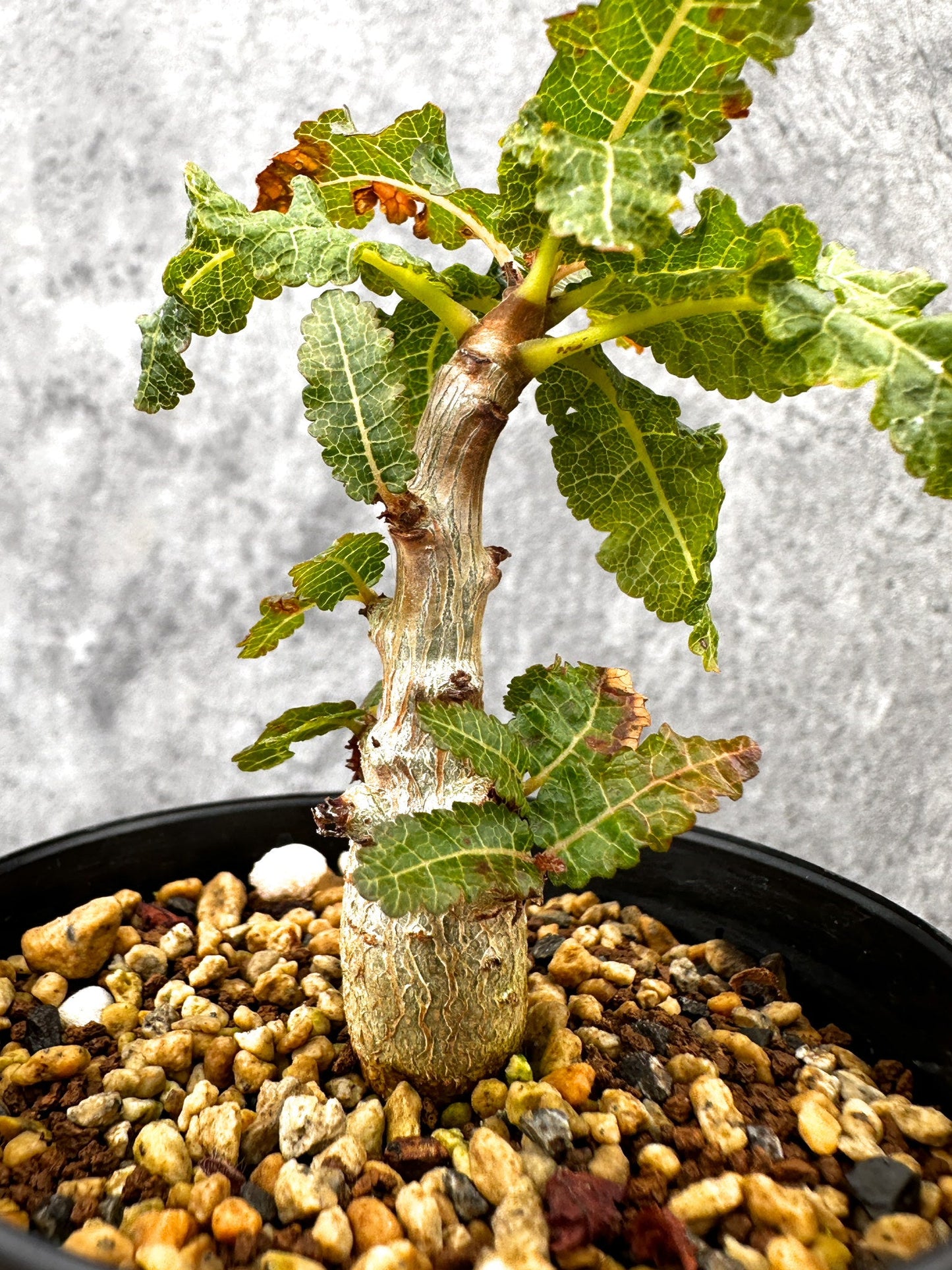 【現品限り】ボスウェリア・ナナ 実生【I55】 Boswellia nana