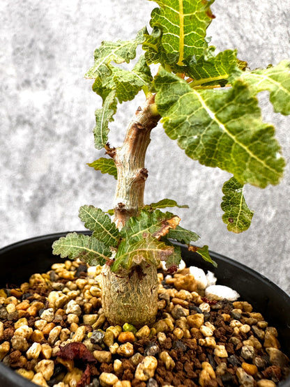 【現品限り】ボスウェリア・ナナ 実生【I55】 Boswellia nana