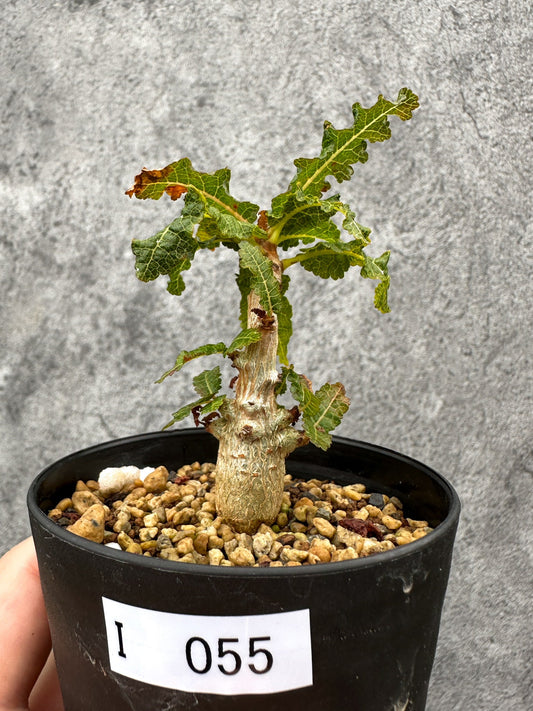 【現品限り】ボスウェリア・ナナ 実生【I55】 Boswellia nana
