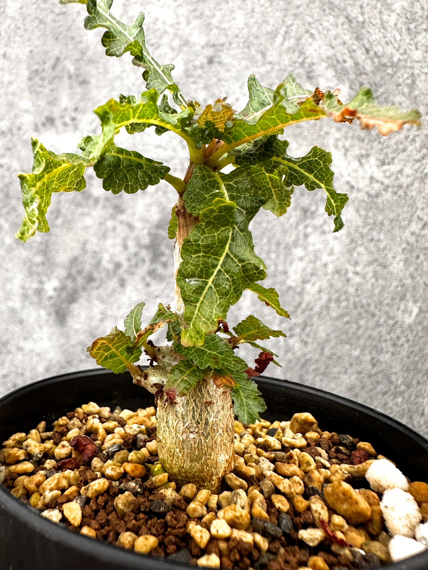 【現品限り】ボスウェリア・ナナ 実生【I55】 Boswellia nana