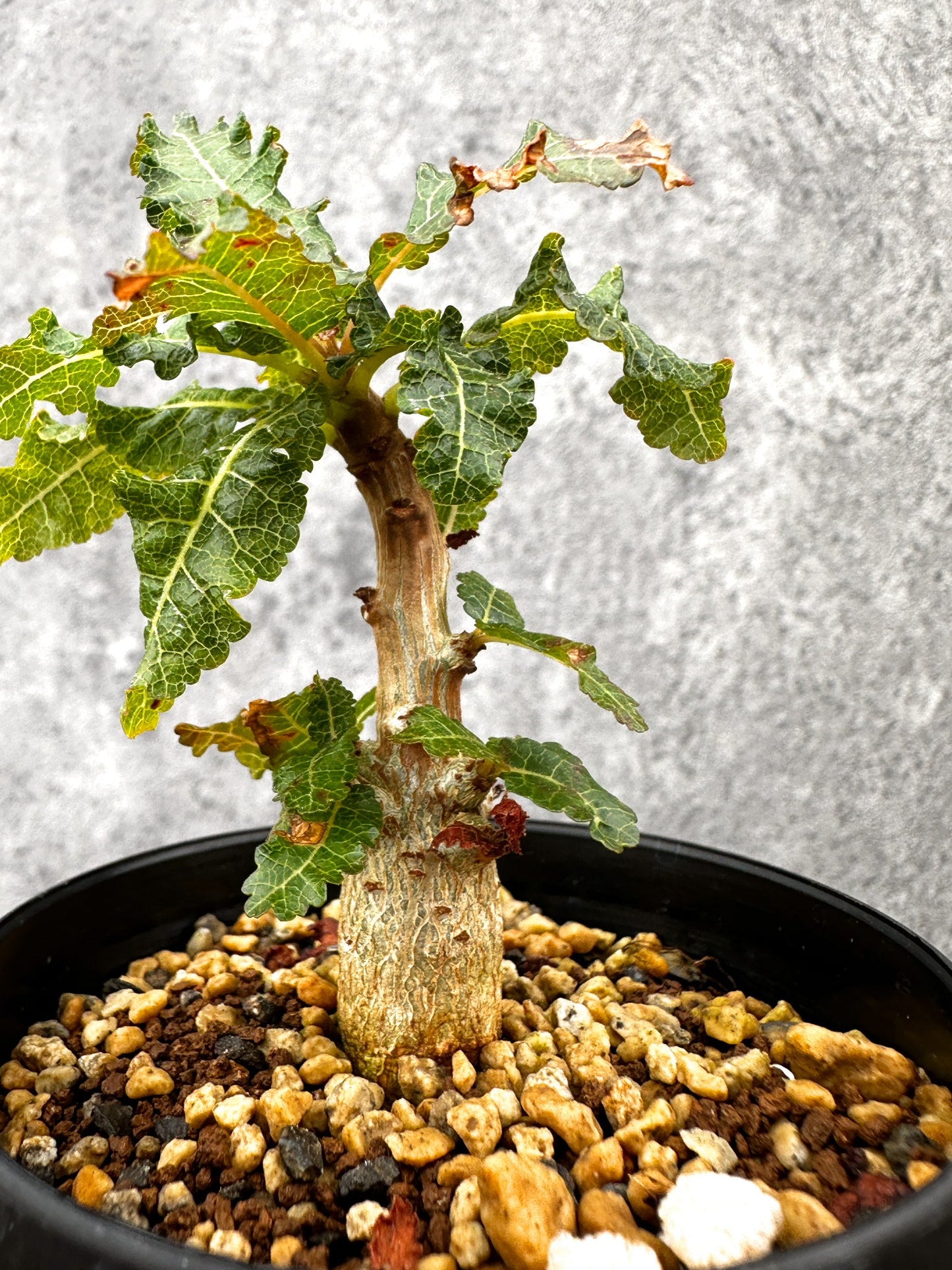 【現品限り】ボスウェリア・ナナ 実生【I55】 Boswellia nana