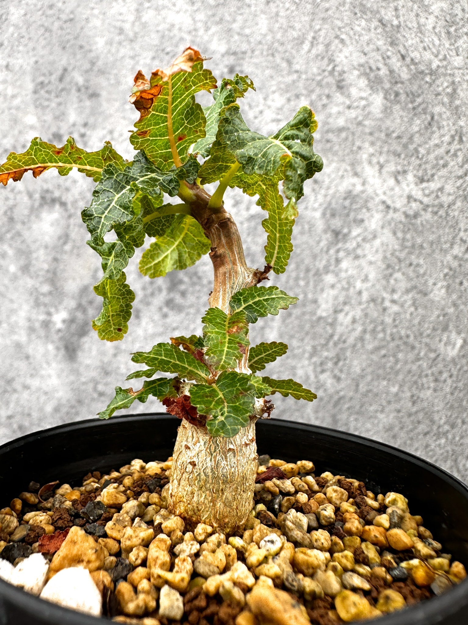 り*ん様 H649塊根植物ボスウェリア ナナ 実生株 コーデックス 枝振充実【落 ボスウェリア・ナナ 実生【I55】 Boswellia nana 塊根植物 コーデック