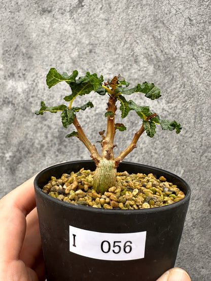 【現品限り】ボスウェリア・ナナ 実生【I56】 Boswellia nana