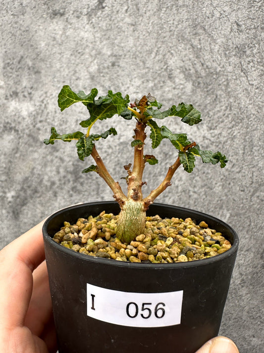 【現品限り】ボスウェリア・ナナ 実生【I56】 Boswellia nana