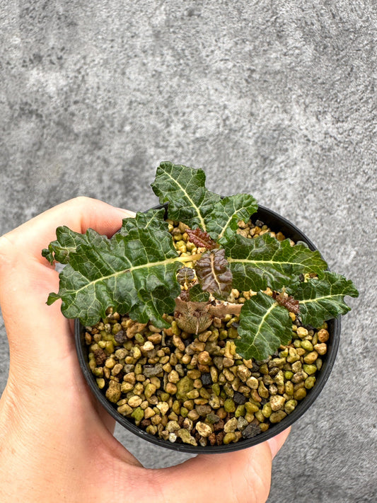 【現品限り】ボスウェリア・ナナ 実生【I56】 Boswellia nana