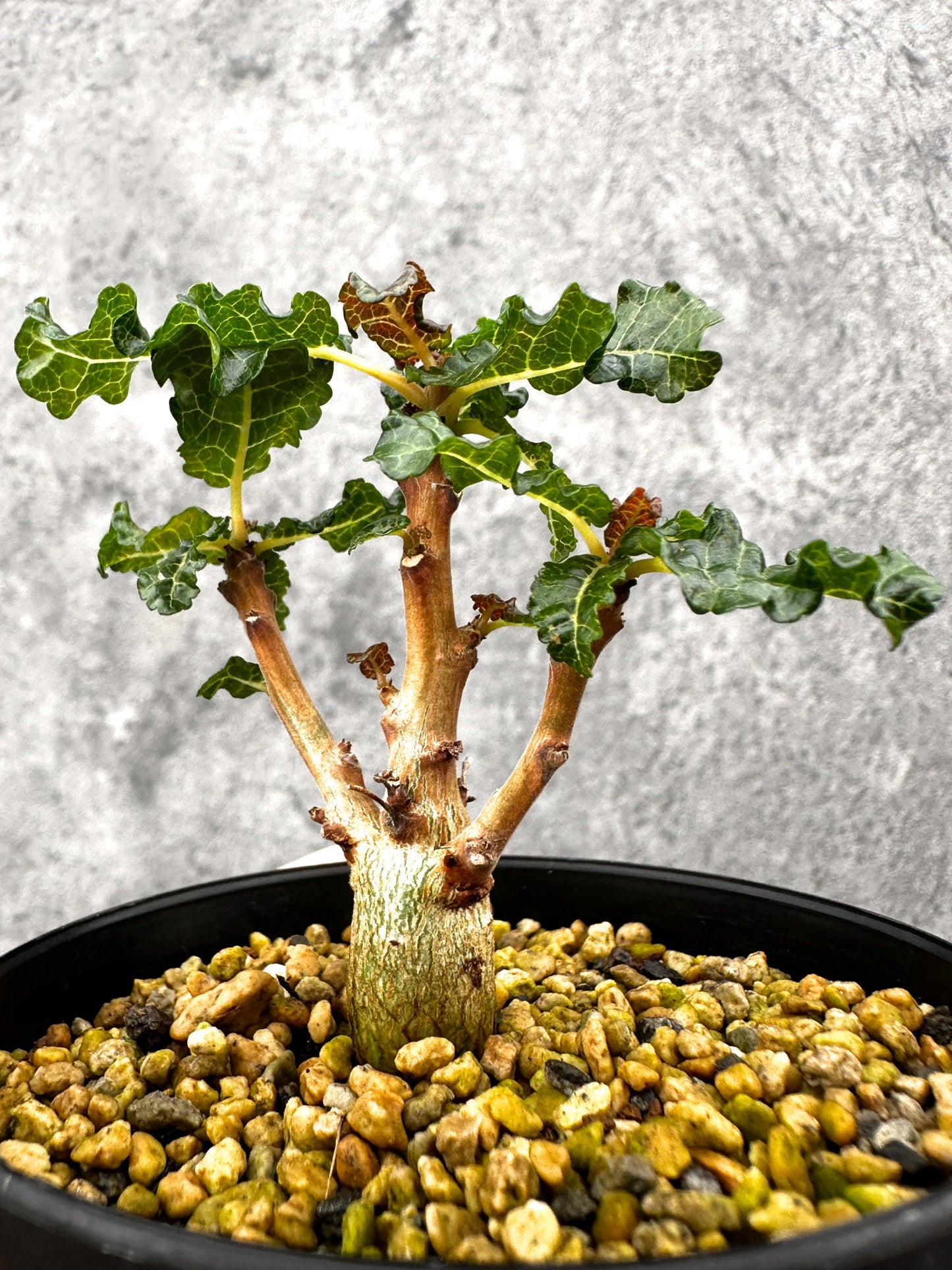 【現品限り】ボスウェリア・ナナ 実生【I56】 Boswellia nana