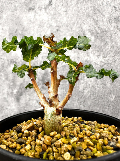 【現品限り】ボスウェリア・ナナ 実生【I56】 Boswellia nana