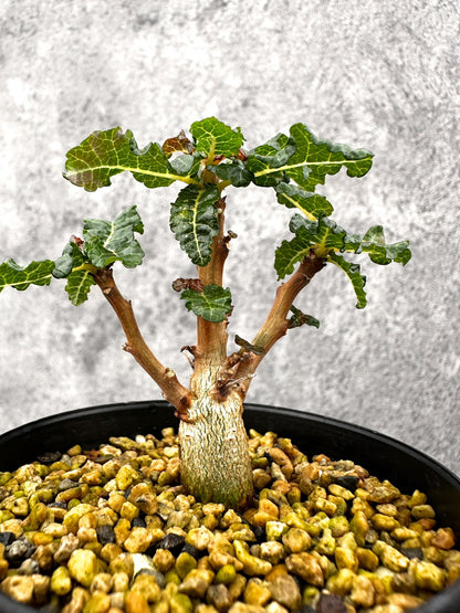 【現品限り】ボスウェリア・ナナ 実生【I56】 Boswellia nana