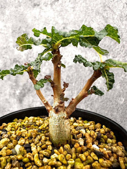 【現品限り】ボスウェリア・ナナ 実生【I56】 Boswellia nana