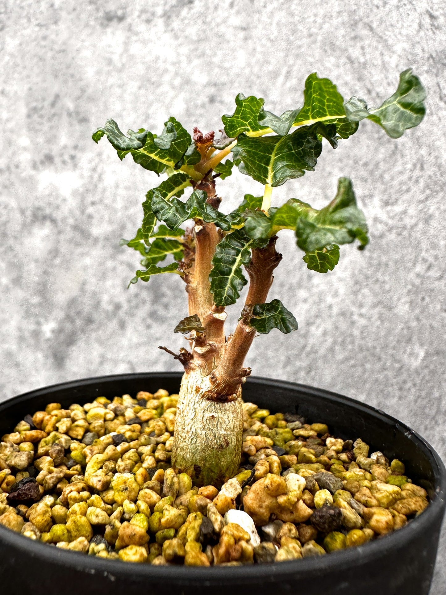 【現品限り】ボスウェリア・ナナ 実生【I56】 Boswellia nana