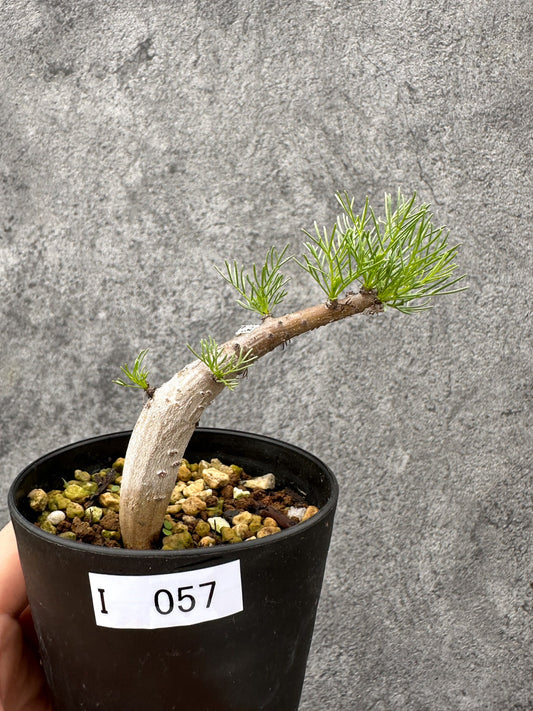 【現品限り】コミフォラ・クラウセリアーナ 実生【I57】 Commiphora kraeuseliana