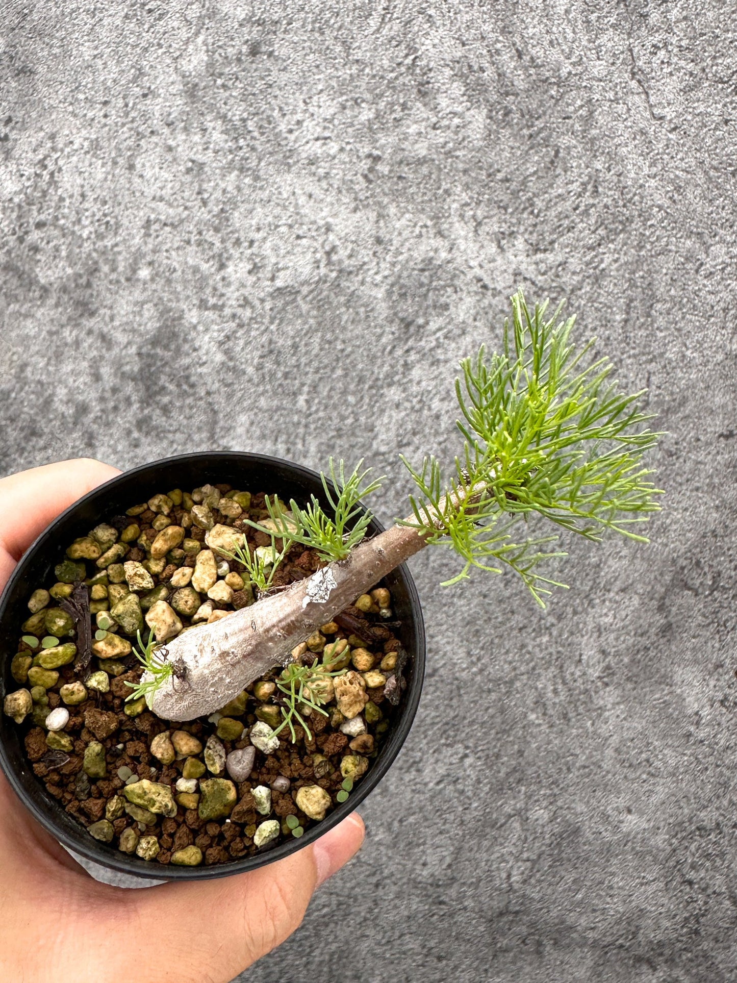 【現品限り】コミフォラ・クラウセリアーナ 実生【I57】 Commiphora kraeuseliana
