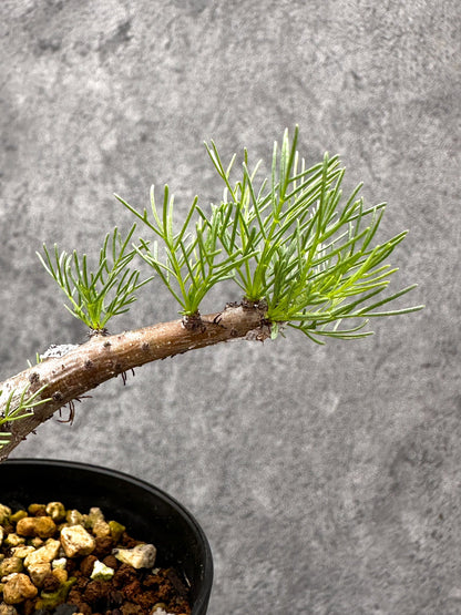 【現品限り】コミフォラ・クラウセリアーナ 実生【I57】 Commiphora kraeuseliana