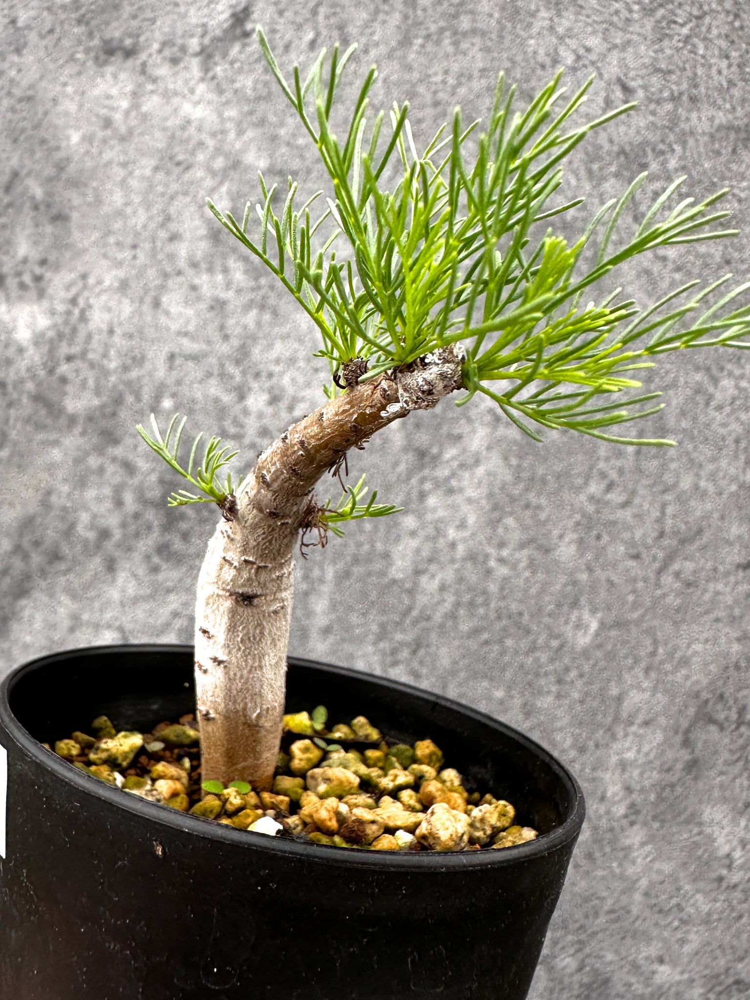 コミフォラ・クラウセリアーナ 実生【I57】 Commiphora kraeuseliana