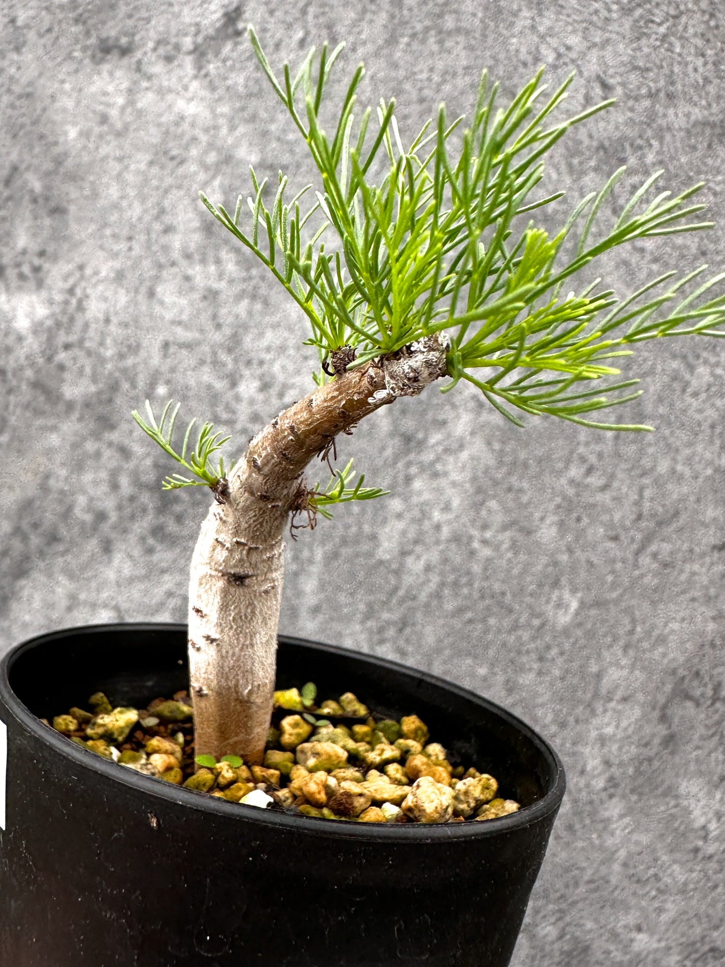 【現品限り】コミフォラ・クラウセリアーナ 実生【I57】 Commiphora kraeuseliana