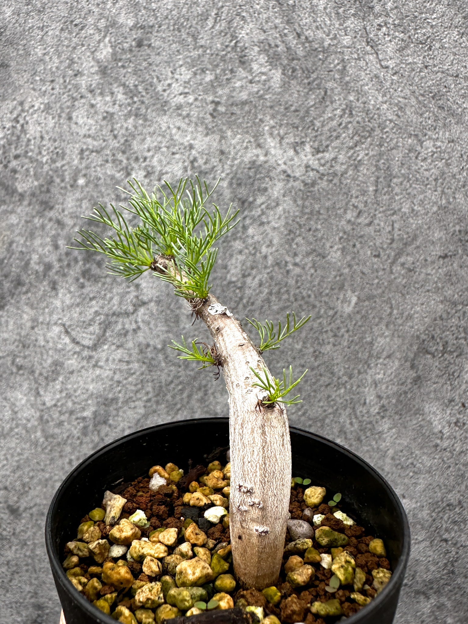 コミフォラ・クラウセリアーナ 実生【I57】 Commiphora kraeuseliana