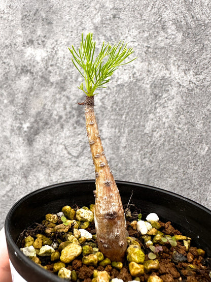 【現品限り】コミフォラ・クラウセリアーナ 実生【I58】 Commiphora kraeuseliana