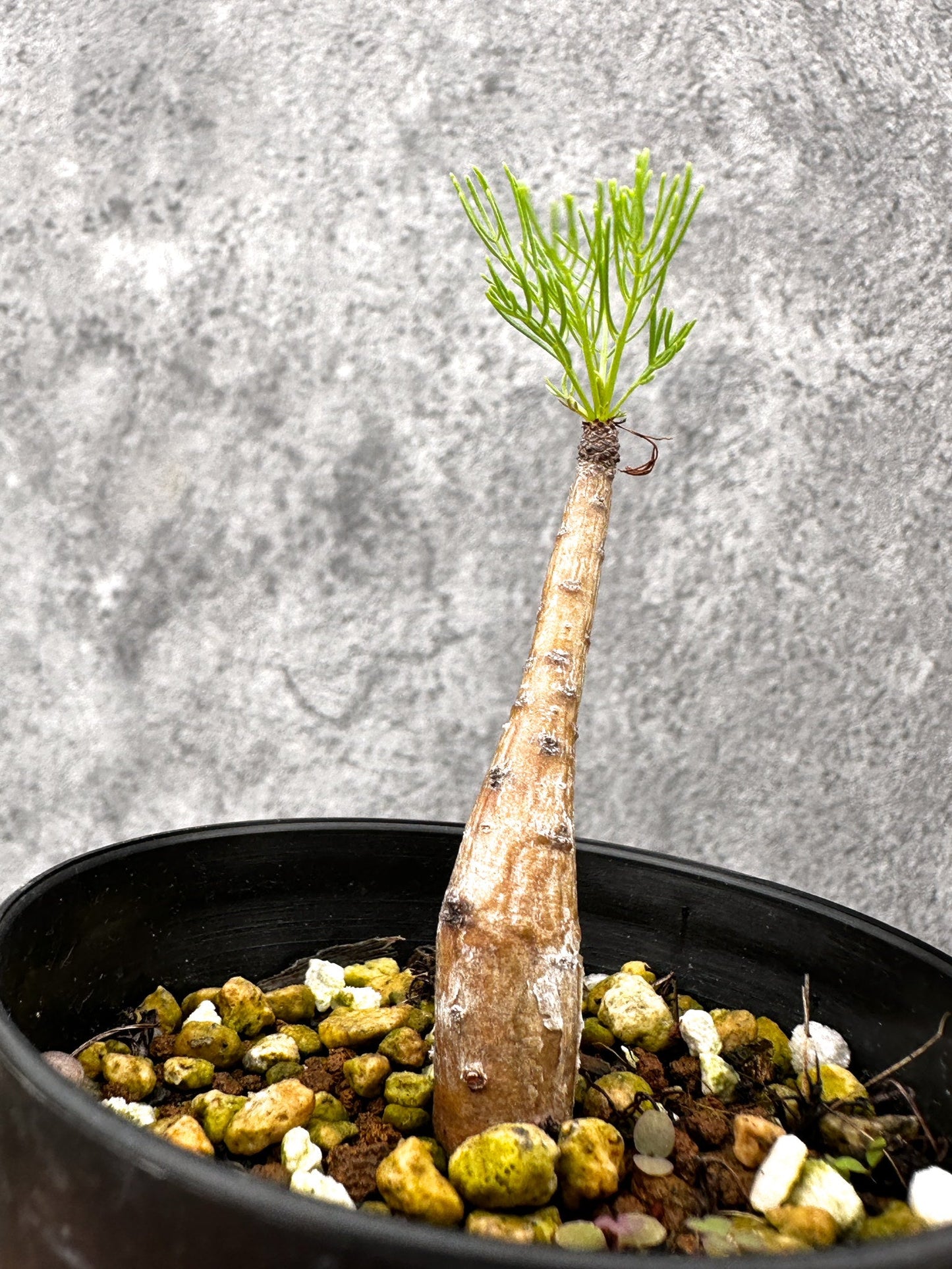 【現品限り】コミフォラ・クラウセリアーナ 実生【I58】 Commiphora kraeuseliana