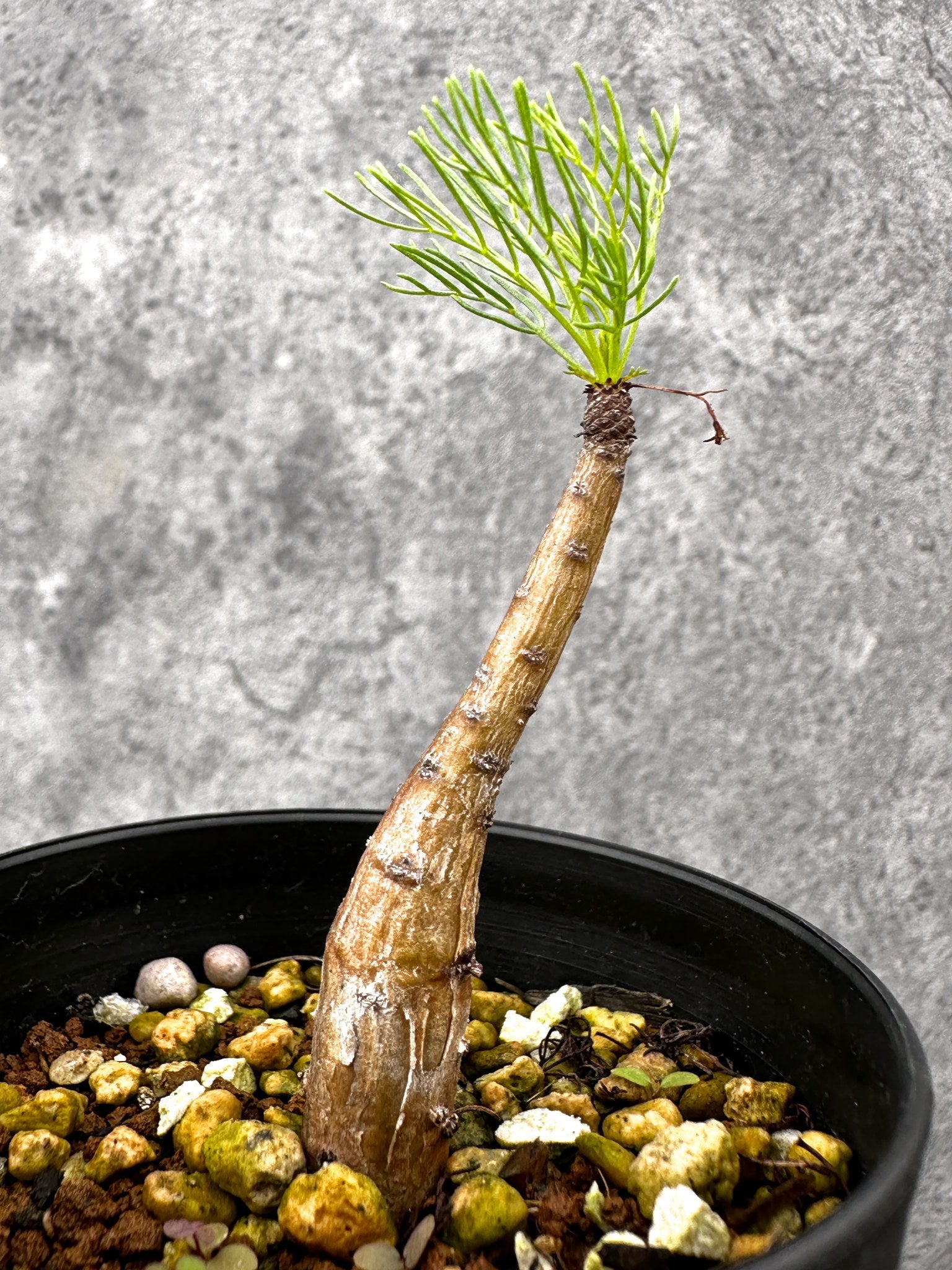 観葉植物 k*6様 週末セール‼️一点のみ‼️珍奇植物‼️実生株