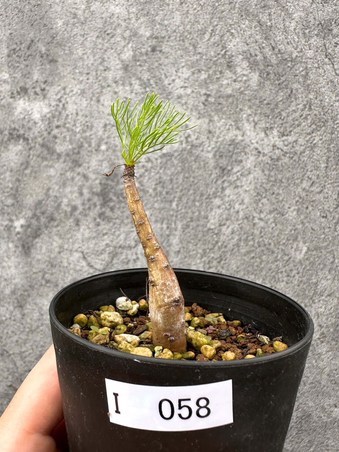 【現品限り】コミフォラ・クラウセリアーナ 実生【I58】 Commiphora kraeuseliana
