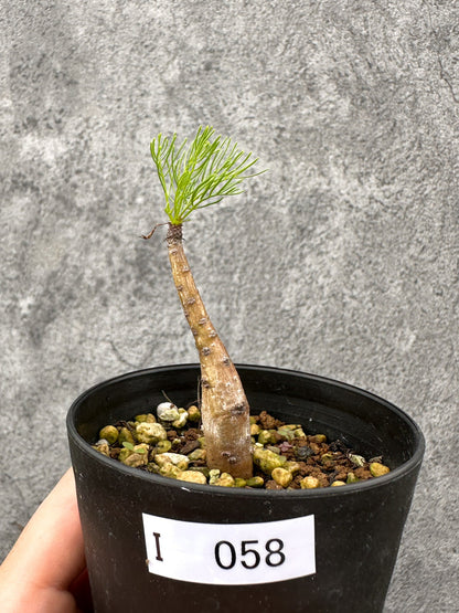 【現品限り】コミフォラ・クラウセリアーナ 実生【I58】 Commiphora kraeuseliana