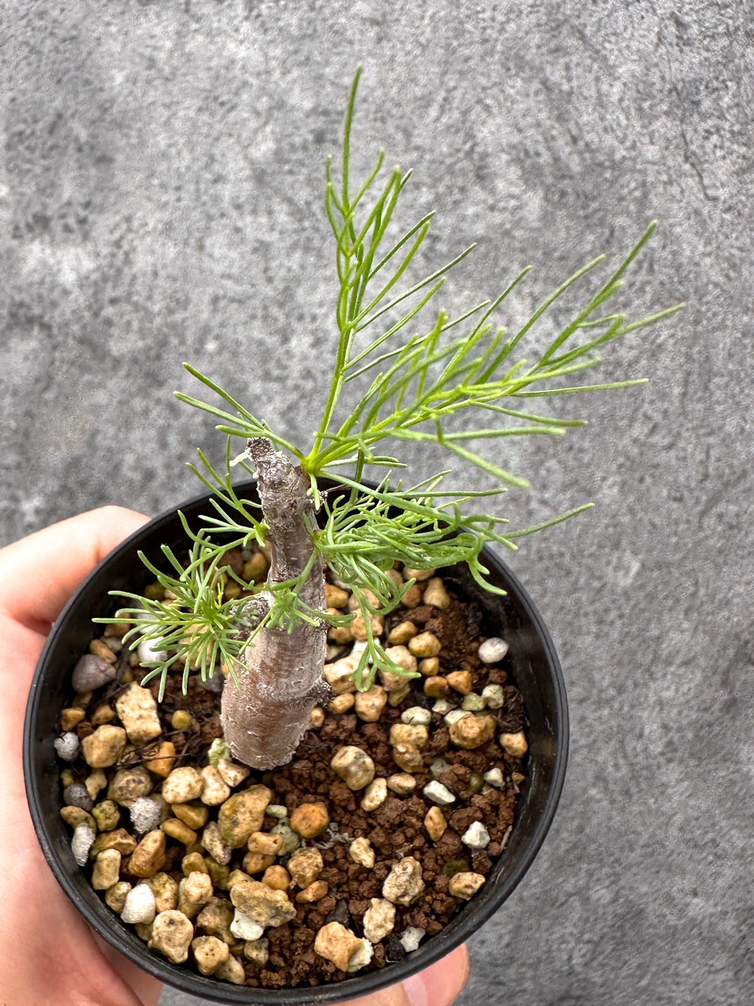 コミフォラ セルヴィフォリア Commiphora - Yahoo!オークション 発根