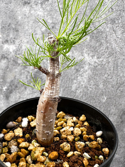 【現品限り】コミフォラ・クラウセリアーナ 実生【I59】 Commiphora kraeuseliana