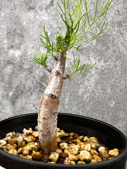 【現品限り】コミフォラ・クラウセリアーナ 実生【I59】 Commiphora kraeuseliana