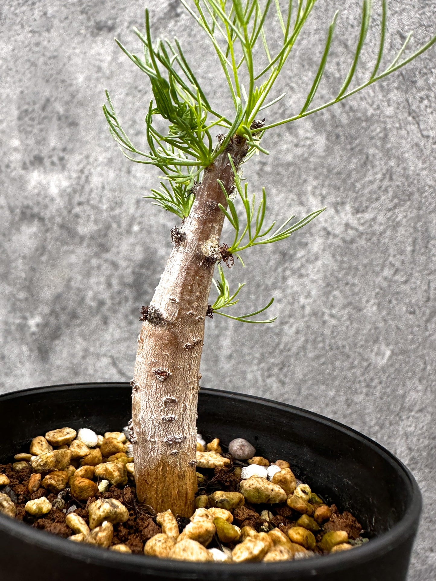 【現品限り】コミフォラ・クラウセリアーナ 実生【I59】 Commiphora kraeuseliana