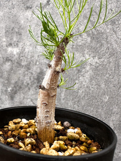 【現品限り】コミフォラ・クラウセリアーナ 実生【I59】 Commiphora kraeuseliana
