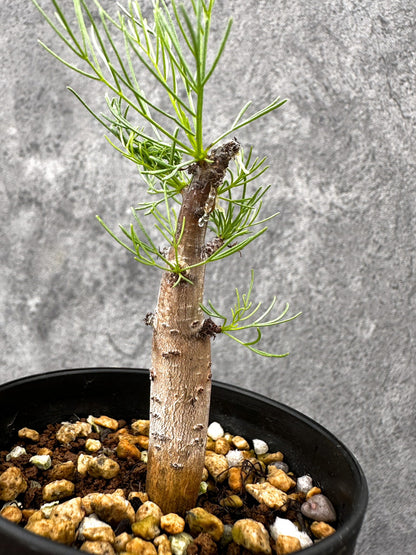 【現品限り】コミフォラ・クラウセリアーナ 実生【I59】 Commiphora kraeuseliana