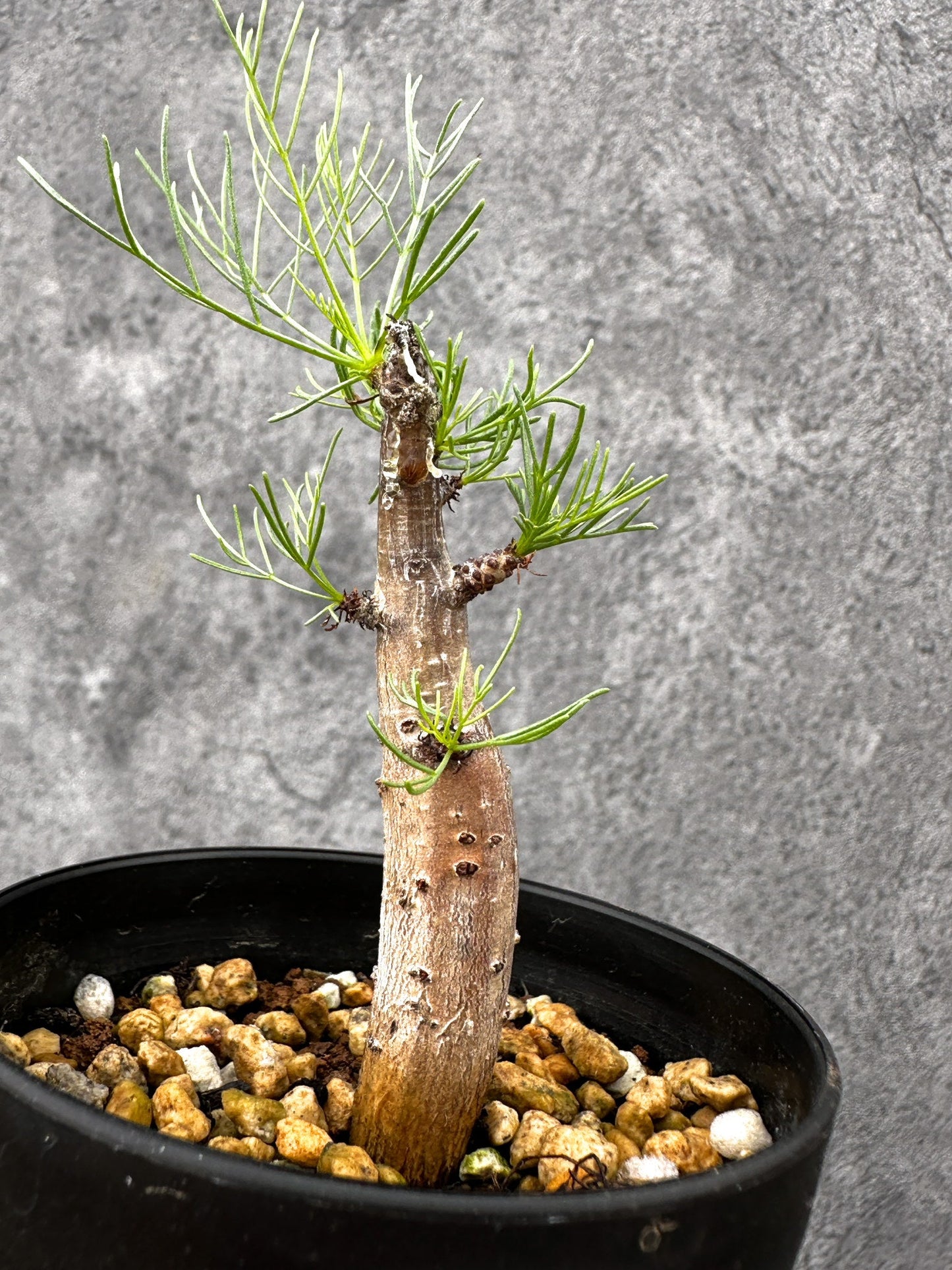【現品限り】コミフォラ・クラウセリアーナ 実生【I59】 Commiphora kraeuseliana