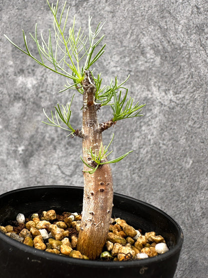 【現品限り】コミフォラ・クラウセリアーナ 実生【I59】 Commiphora kraeuseliana