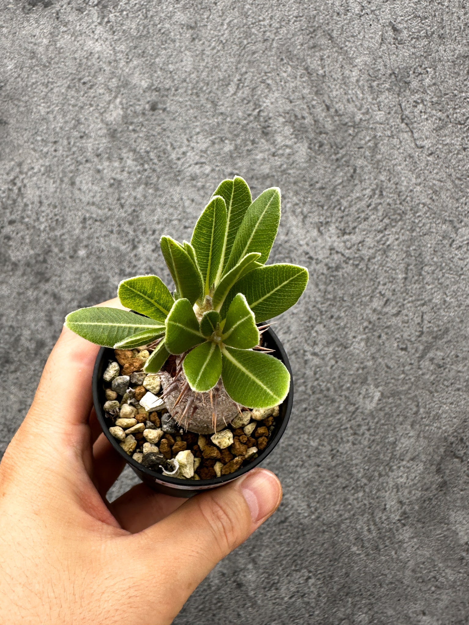 パキポディウム・デンシフローラム 長期実生【I5】 Pachypodium