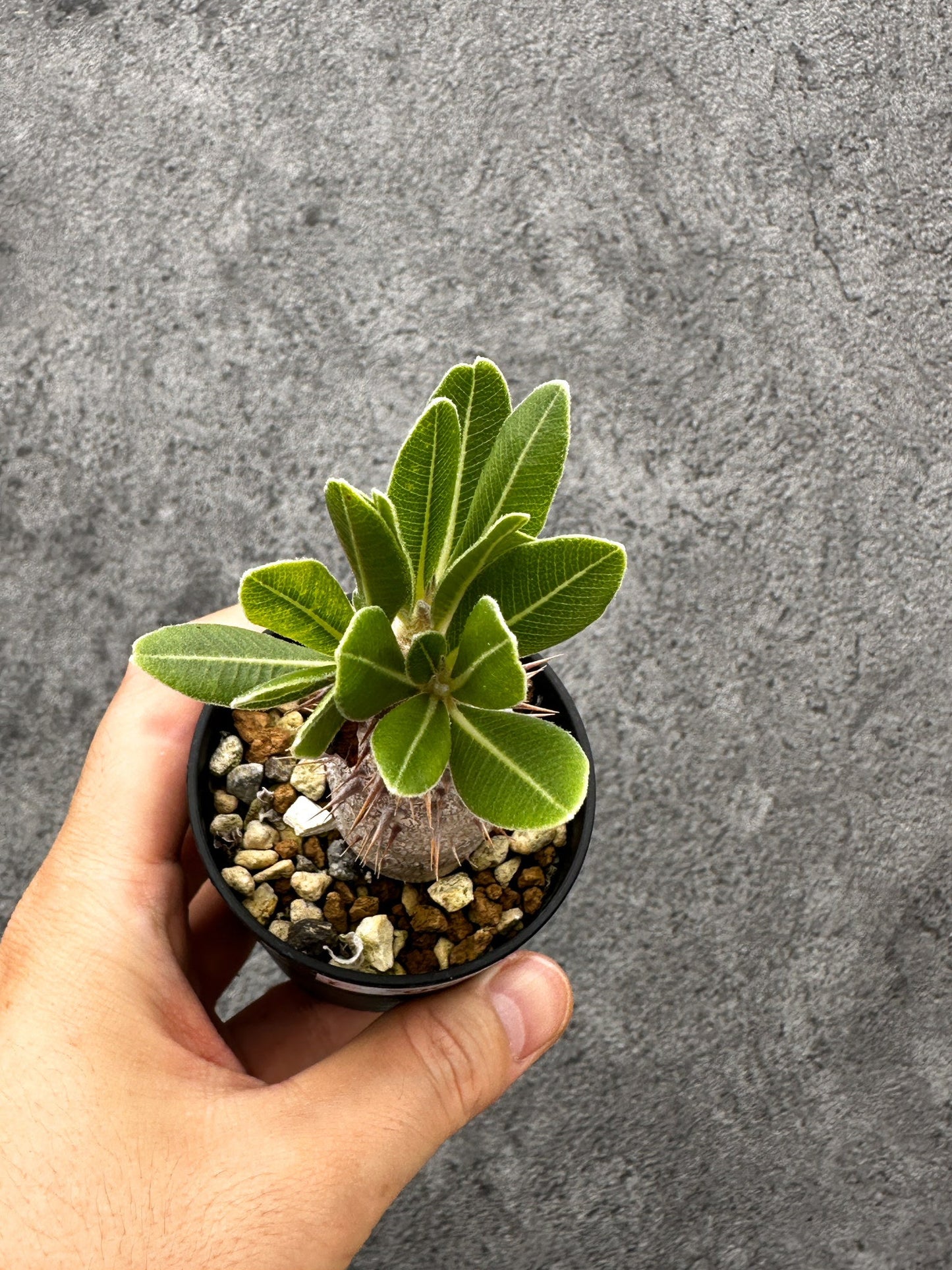【現品限り】パキポディウム・デンシフローラム 長期実生【I5】 Pachypodium densiflorum