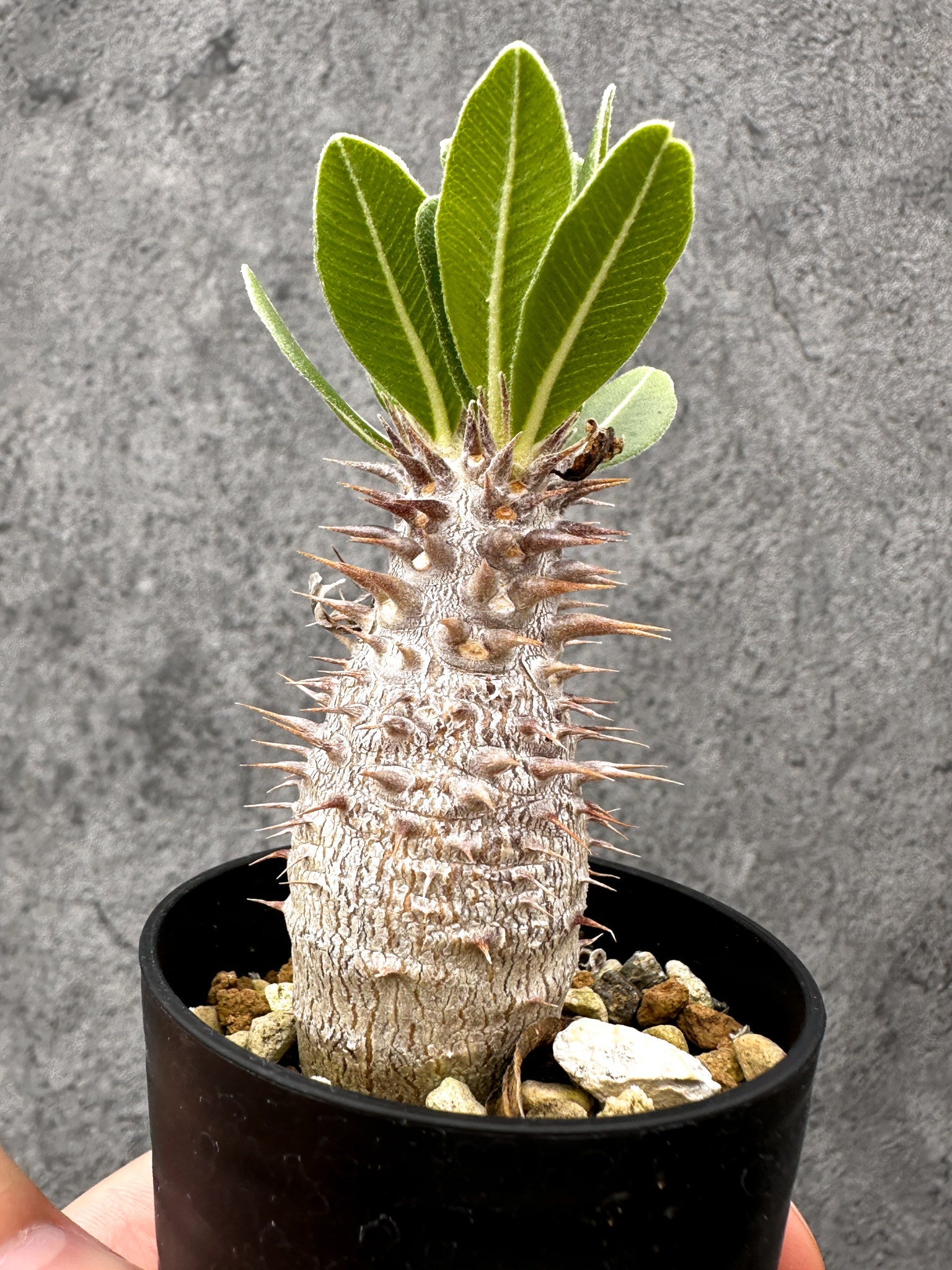 パキポディウム・デンシフローラム 長期実生【I5】 Pachypodium