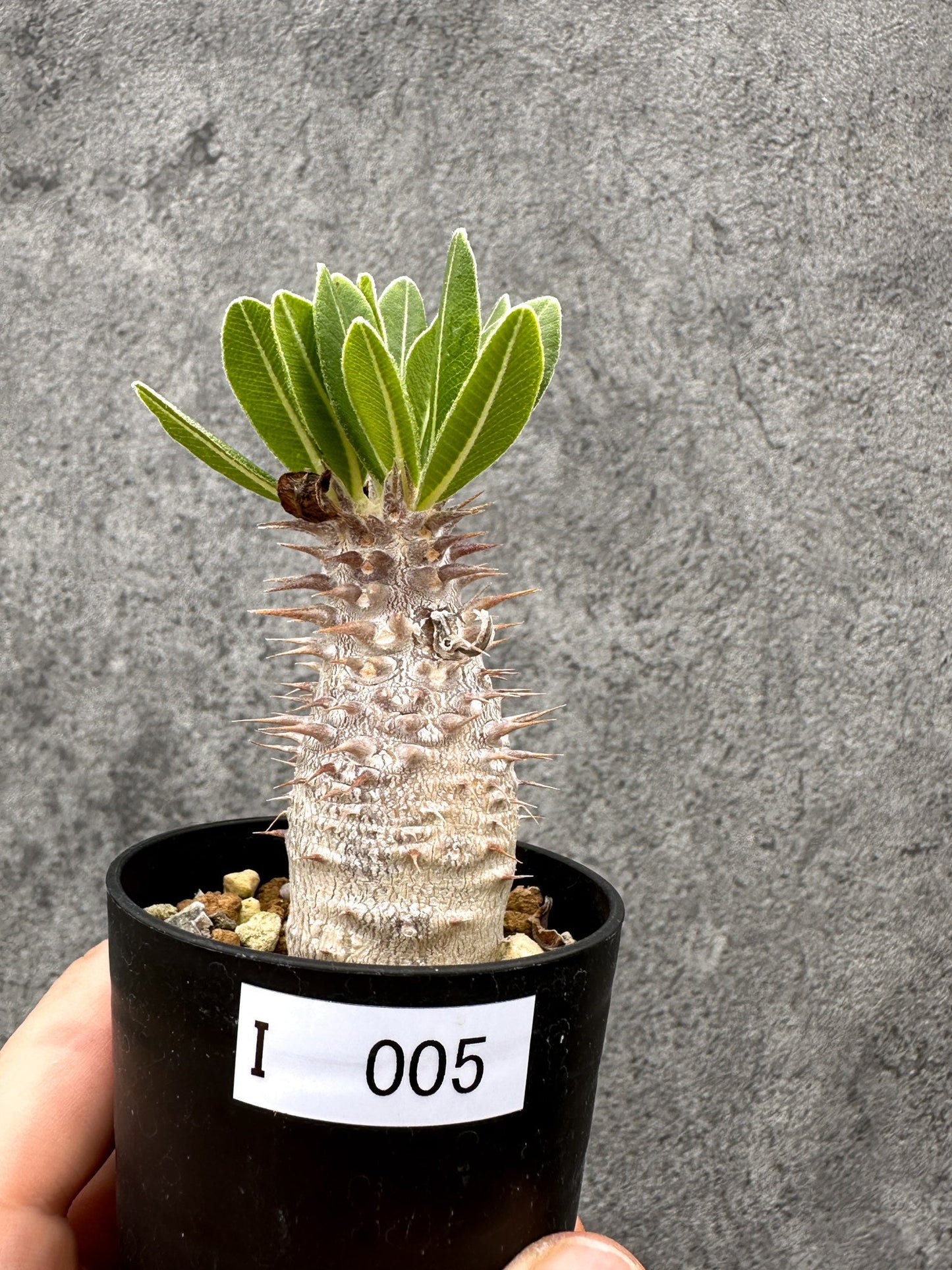 【現品限り】パキポディウム・デンシフローラム 長期実生【I5】 Pachypodium densiflorum
