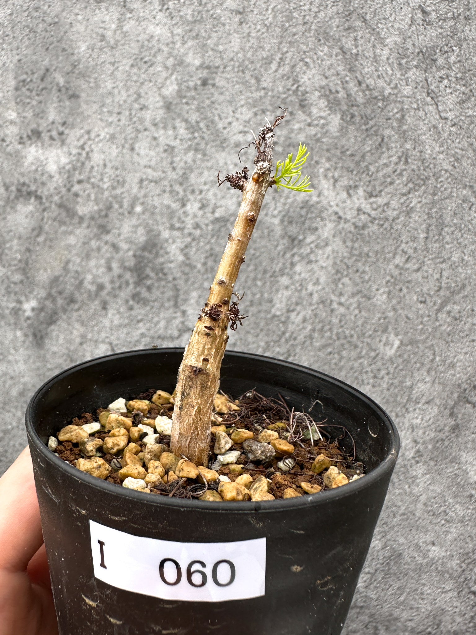 コミフォラ(Commiphora) – プラントブラザーズ