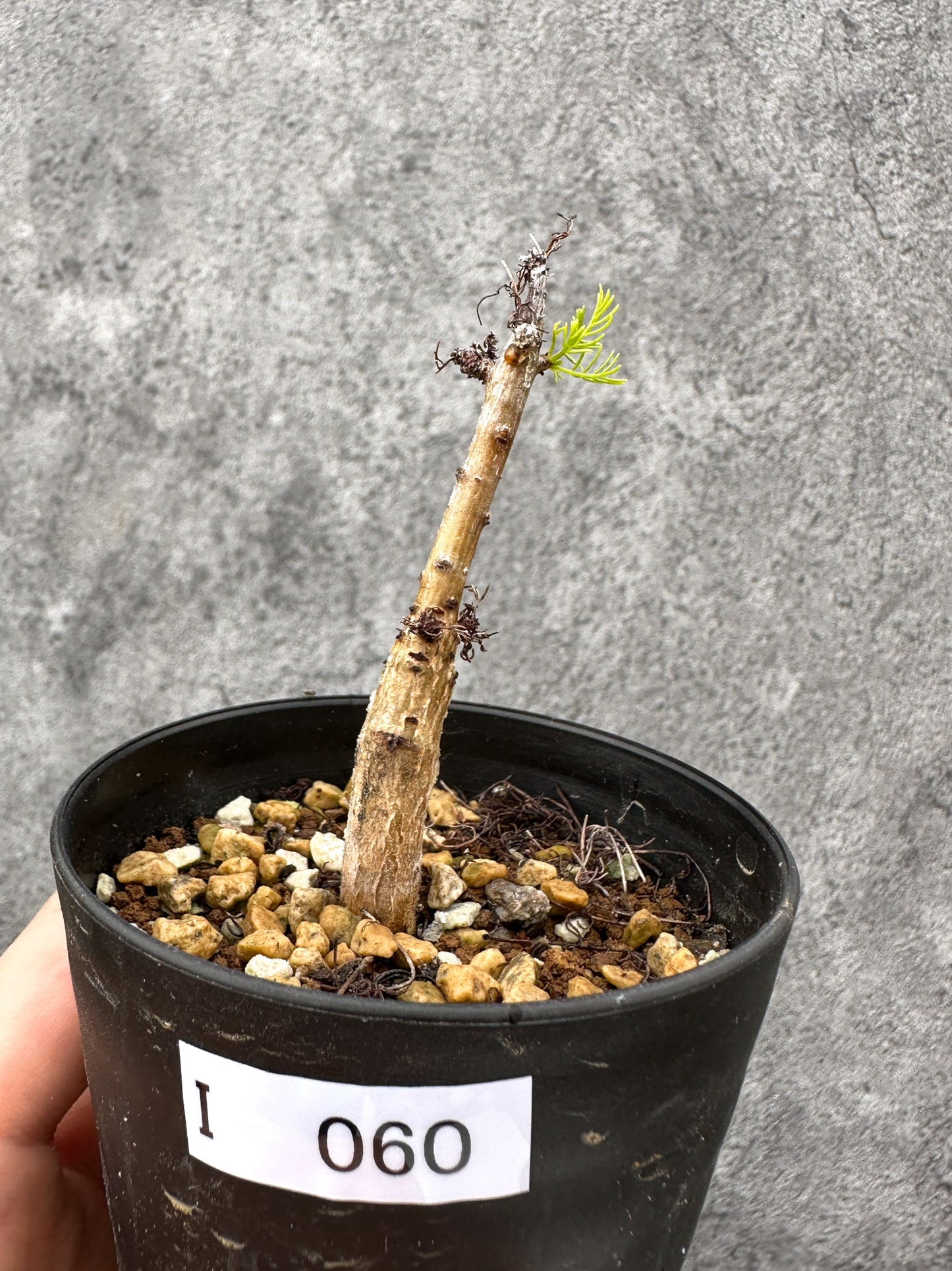 【現品限り】コミフォラ・クラウセリアーナ 実生【I60】 Commiphora kraeuseliana