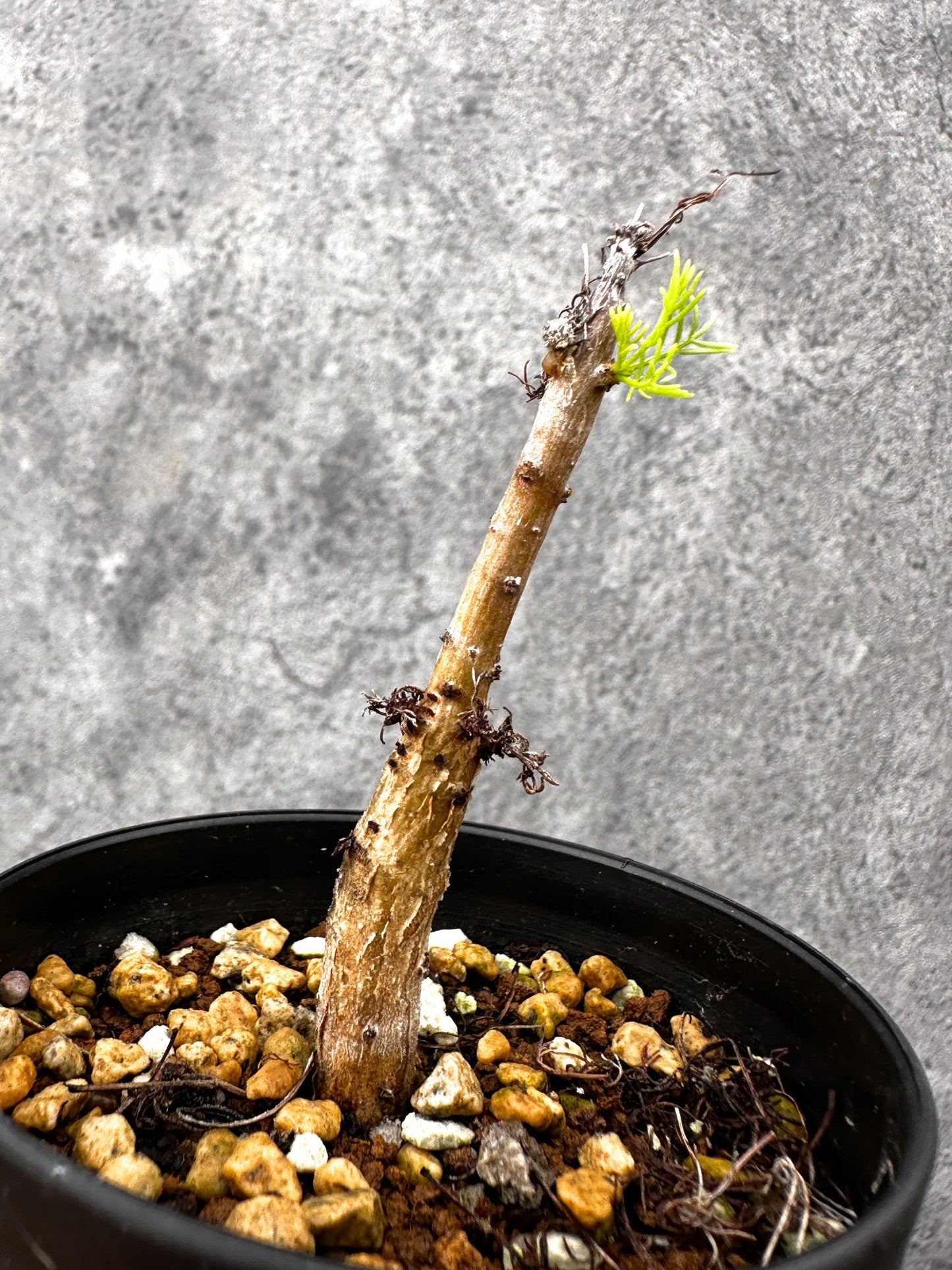 【現品限り】コミフォラ・クラウセリアーナ 実生【I60】 Commiphora kraeuseliana
