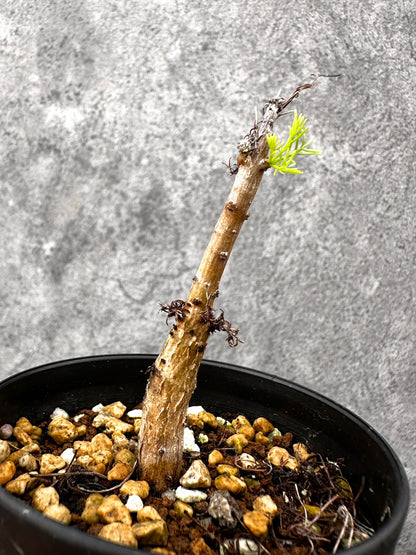 【現品限り】コミフォラ・クラウセリアーナ 実生【I60】 Commiphora kraeuseliana