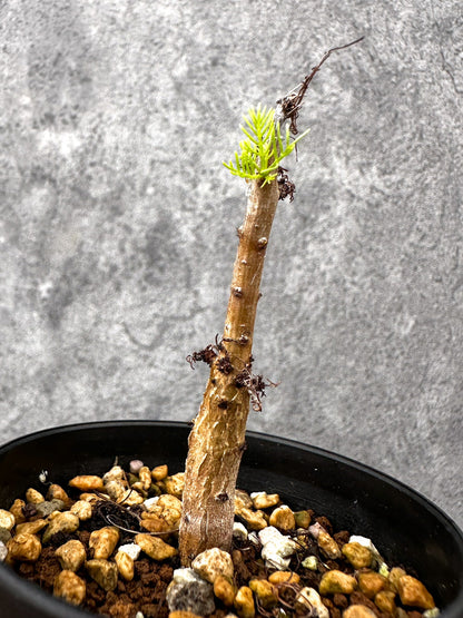 【現品限り】コミフォラ・クラウセリアーナ 実生【I60】 Commiphora kraeuseliana