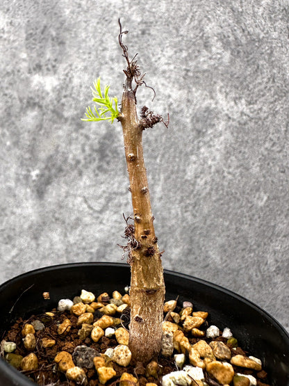 【現品限り】コミフォラ・クラウセリアーナ 実生【I60】 Commiphora kraeuseliana