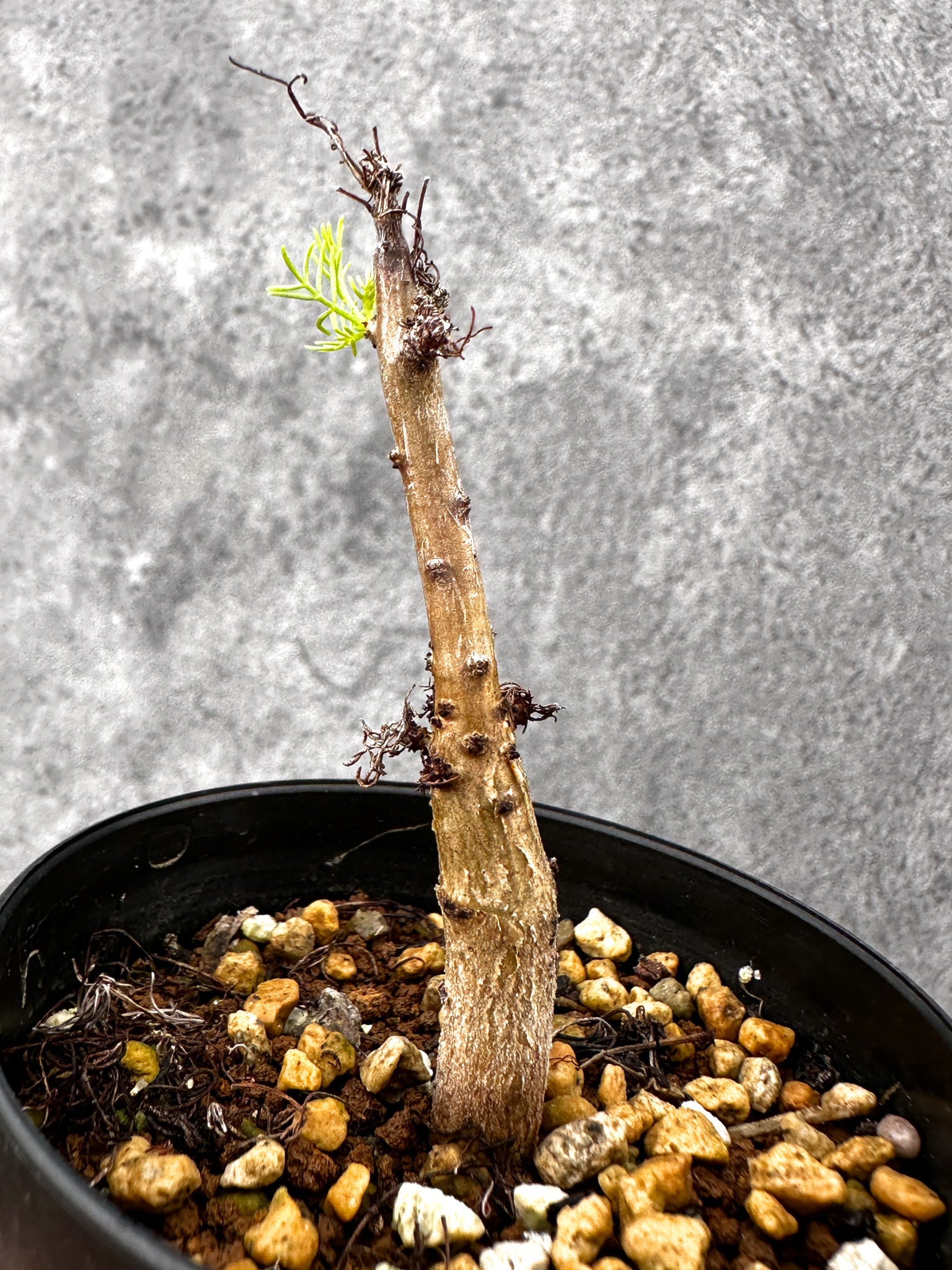 コミフォラ・クラウセリアーナ 実生【I60】 Commiphora kraeuseliana