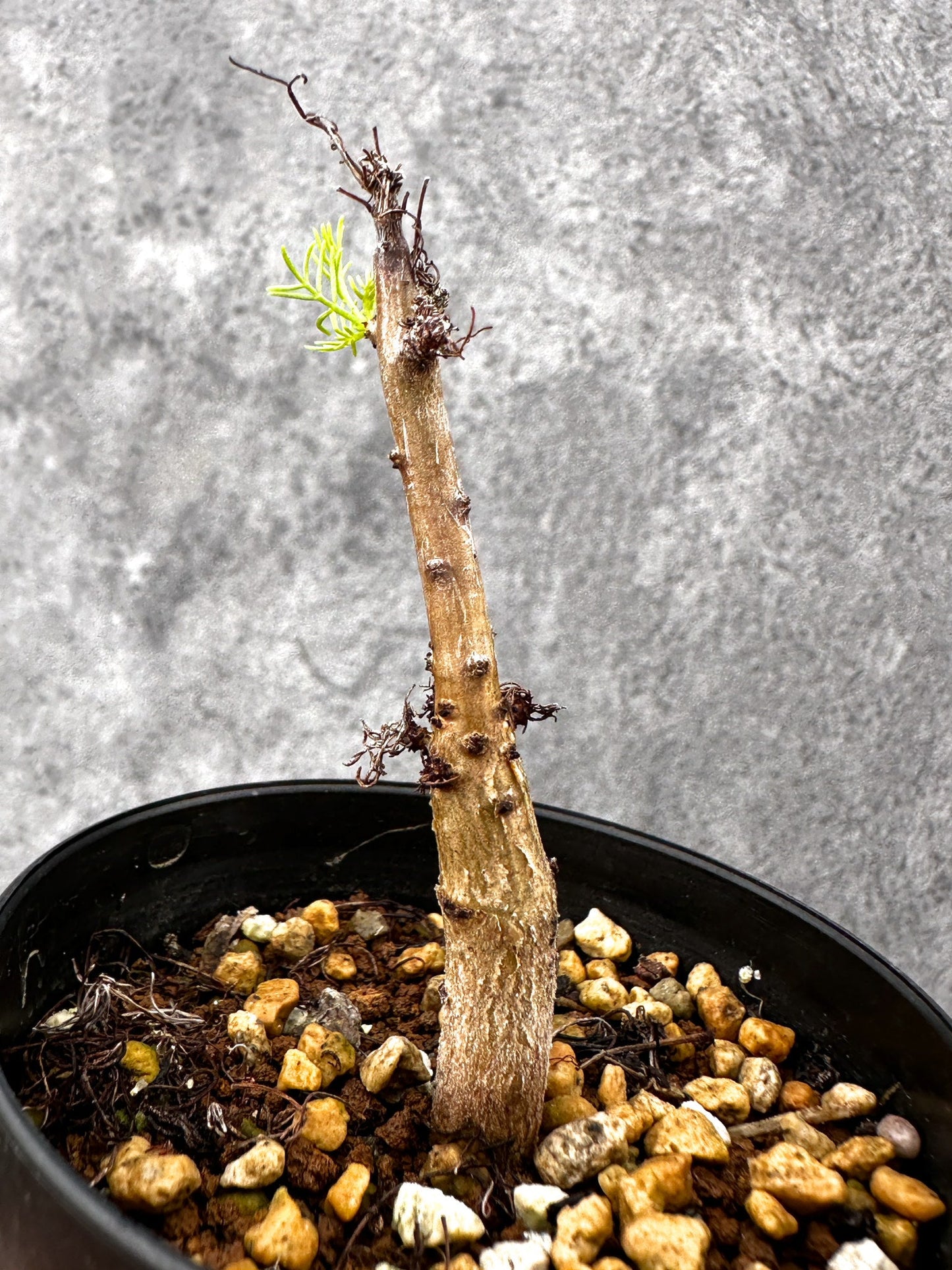 【現品限り】コミフォラ・クラウセリアーナ 実生【I60】 Commiphora kraeuseliana