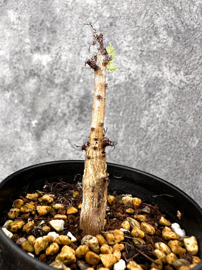 【現品限り】コミフォラ・クラウセリアーナ 実生【I60】 Commiphora kraeuseliana