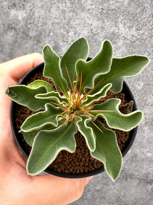 【現品限り】パキポディウム・ナマクアナム 光堂 実生【I61】 Pachypodium namaquanum